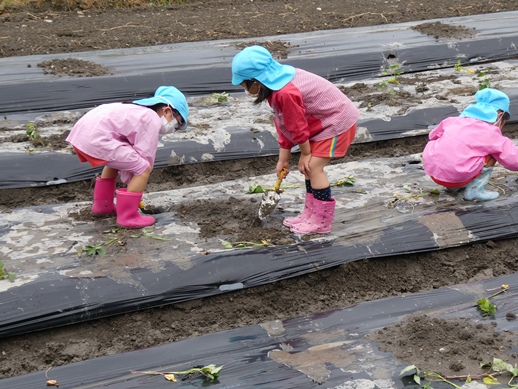 いも植え
