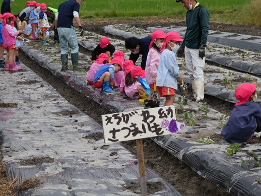 いも植え