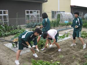 運動着を着用した4人の中学生が鍬で畑を耕し農作業体験をしている様子