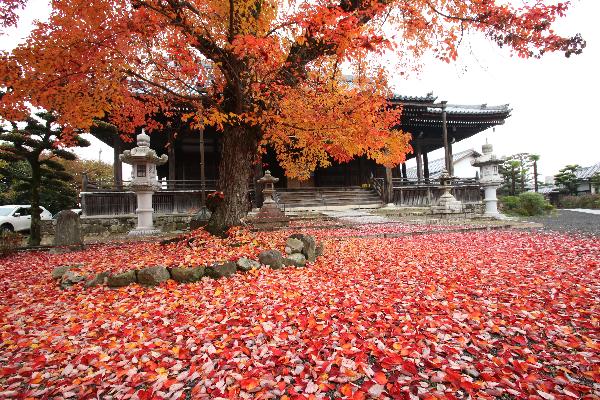 宝満寺ハナノキの写真