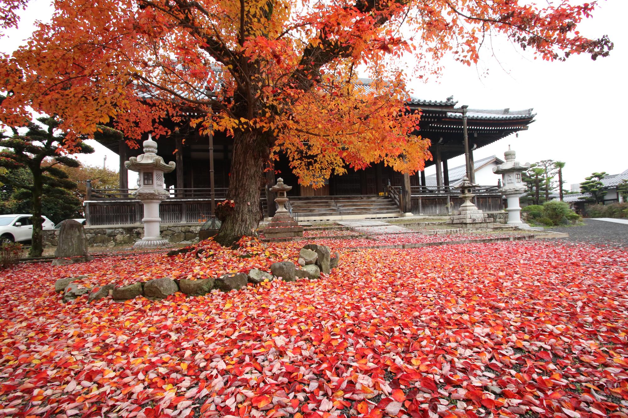 紅葉の時期のハナノキと宝満寺の境内の写真