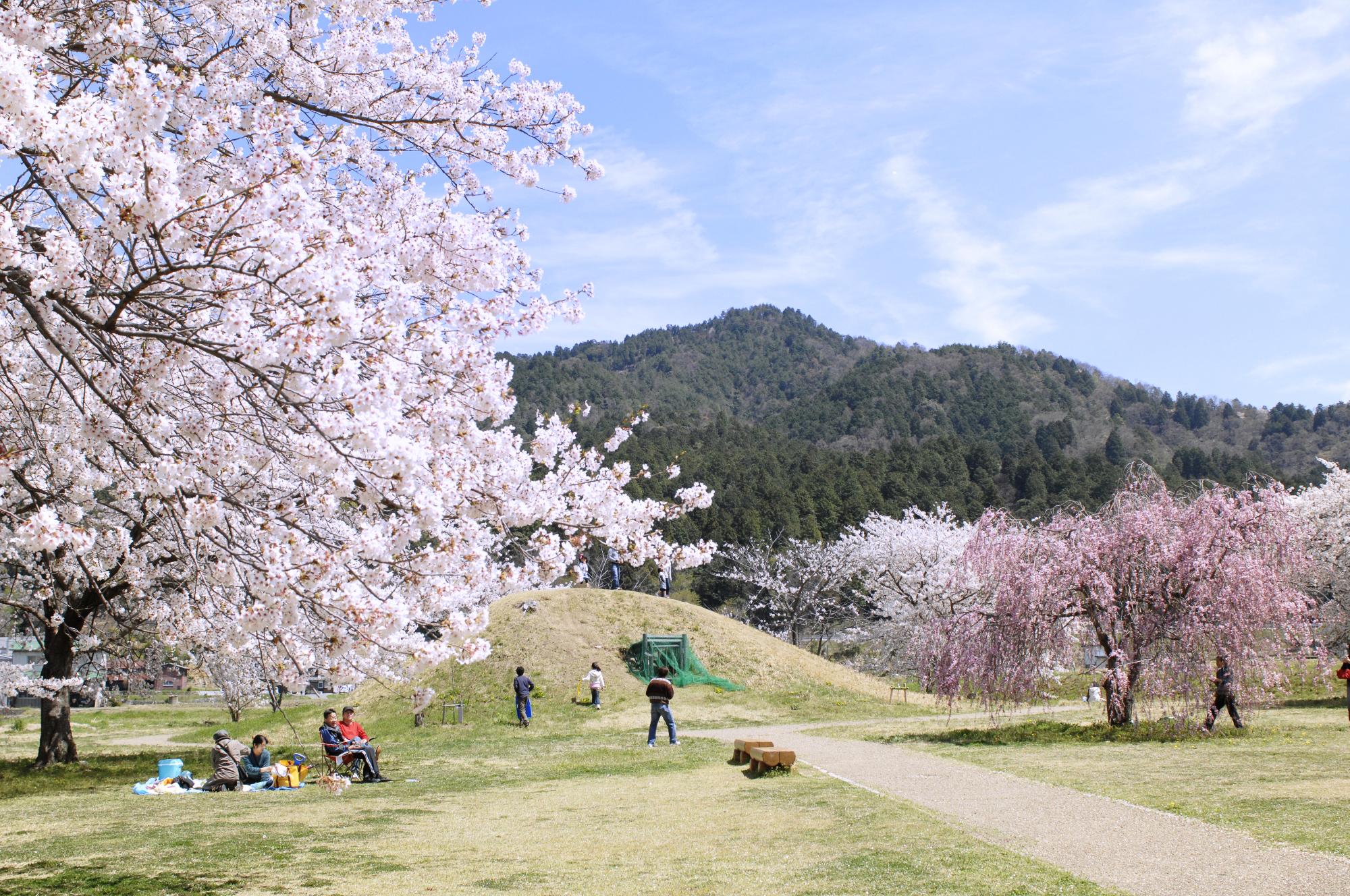 桜と花見客の依智秦氏の里古墳公園内の写真