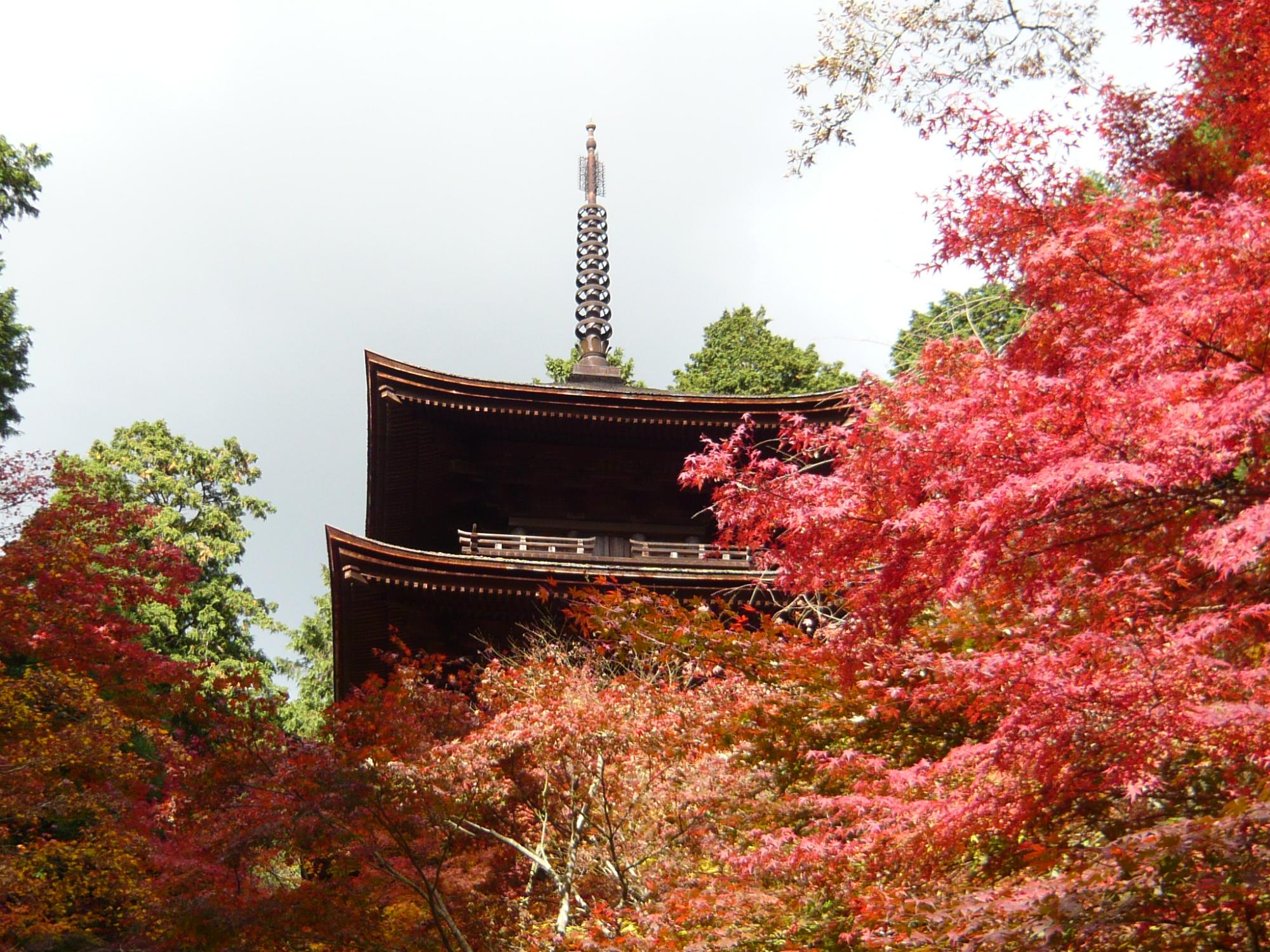 金剛輪寺と紅葉の写真