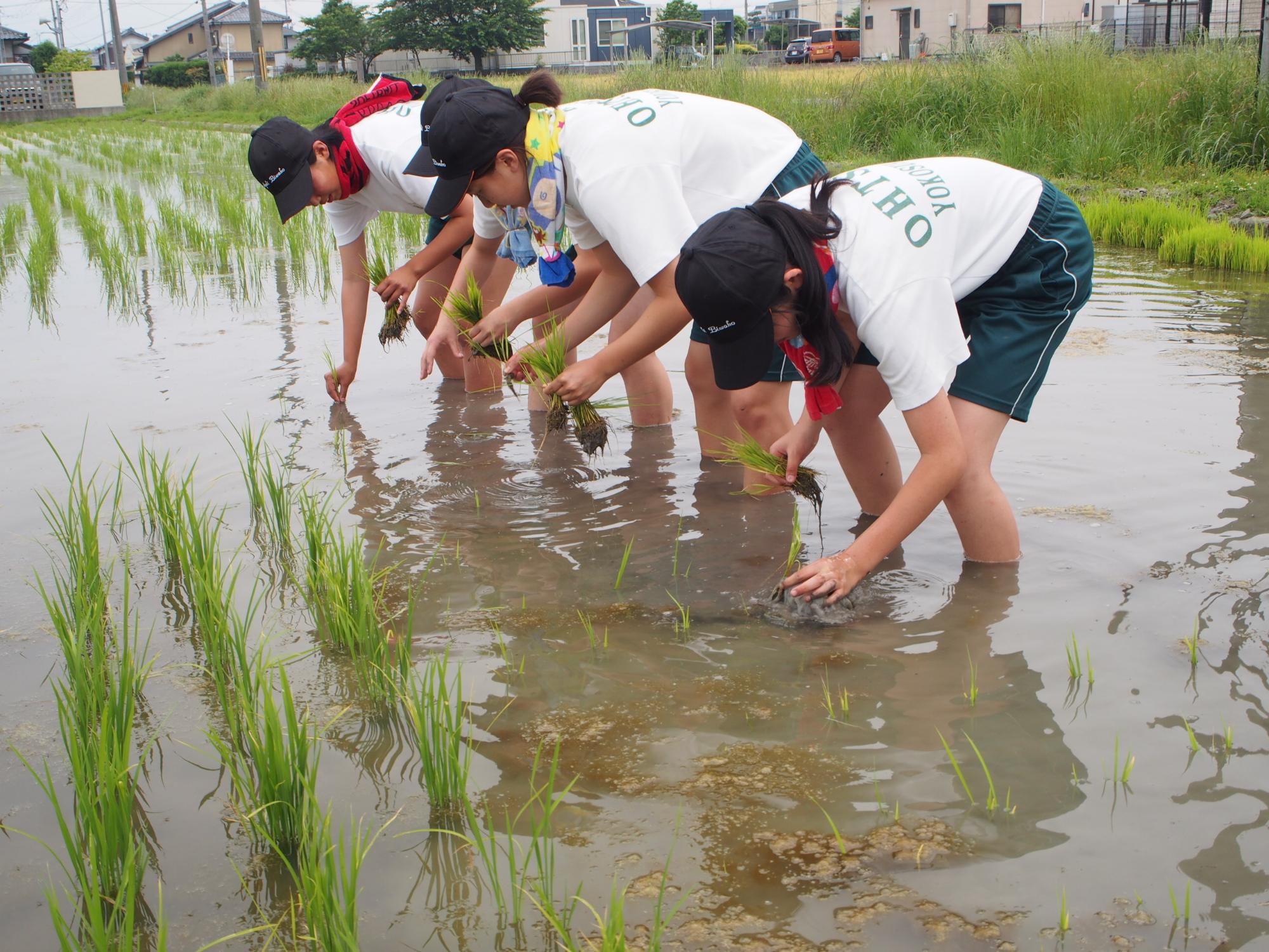 田植えをする3人の少女たちの写真