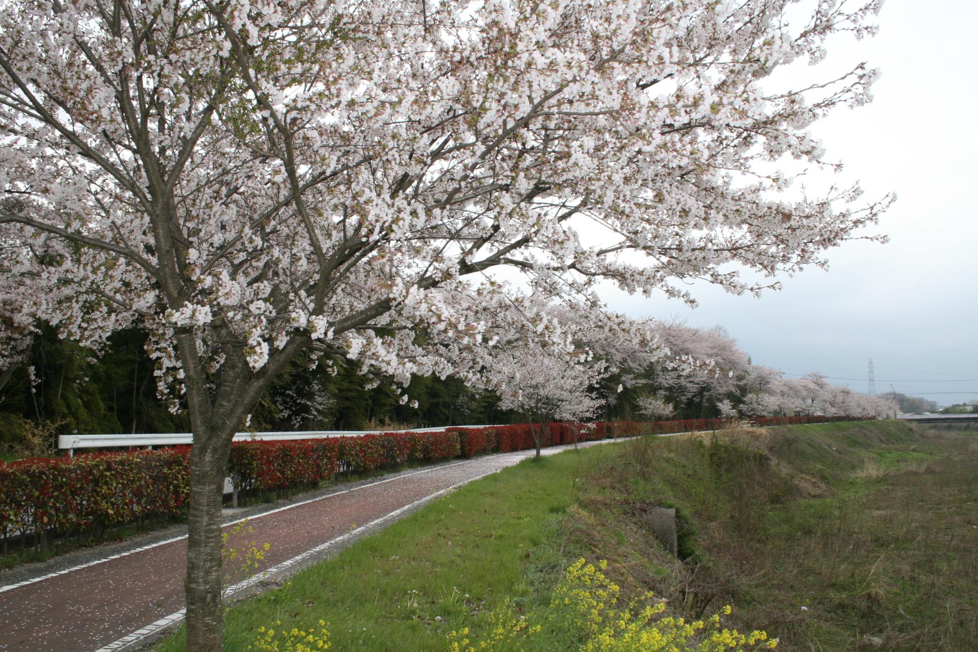 満開時期の宇曽川沿いの桜並木の写真