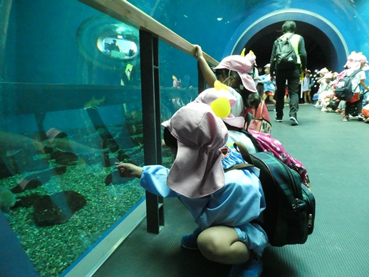 魚の見学