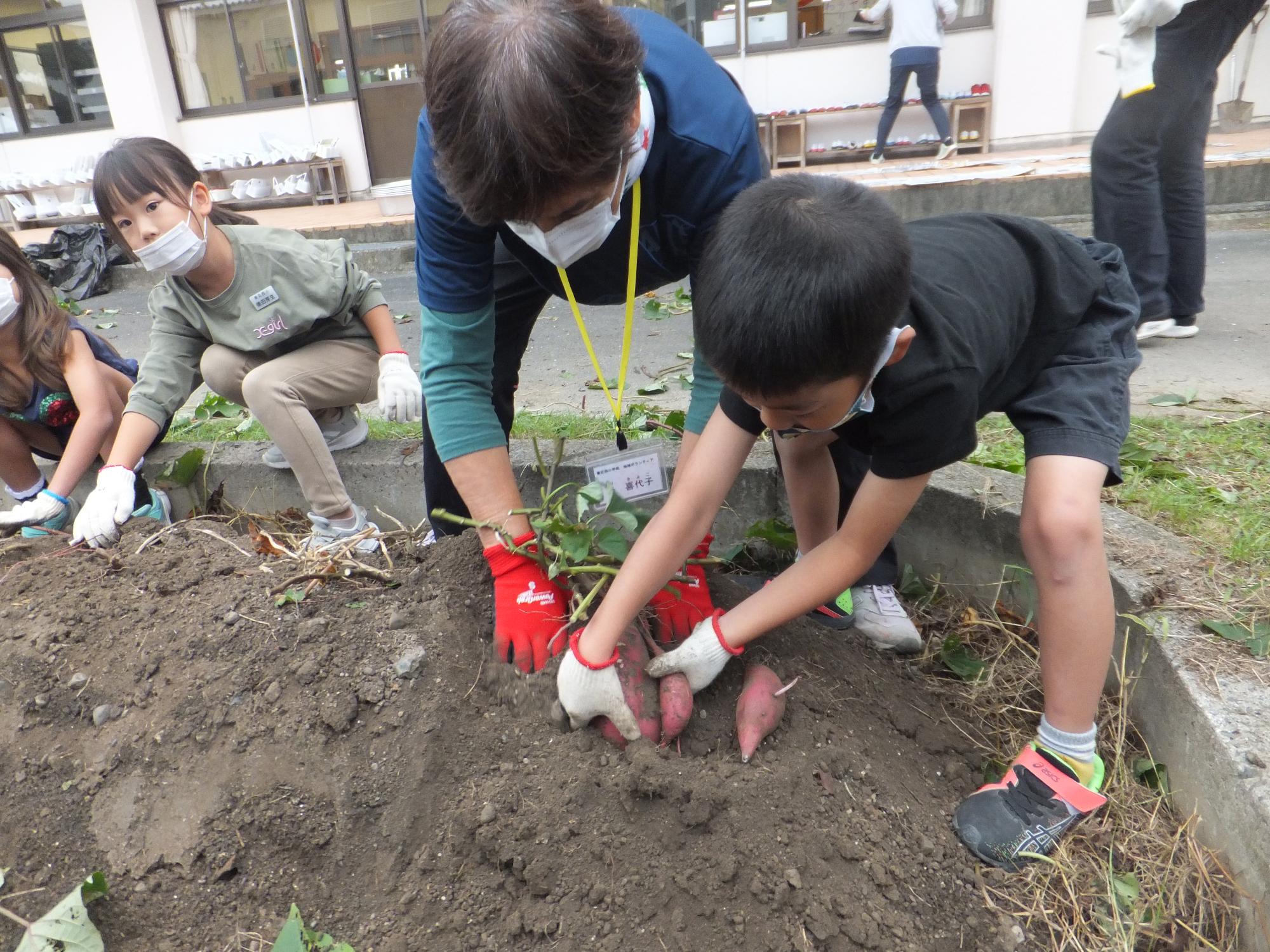 ボランティアさんと一緒にお芋ほり　たくさん出てきたよ