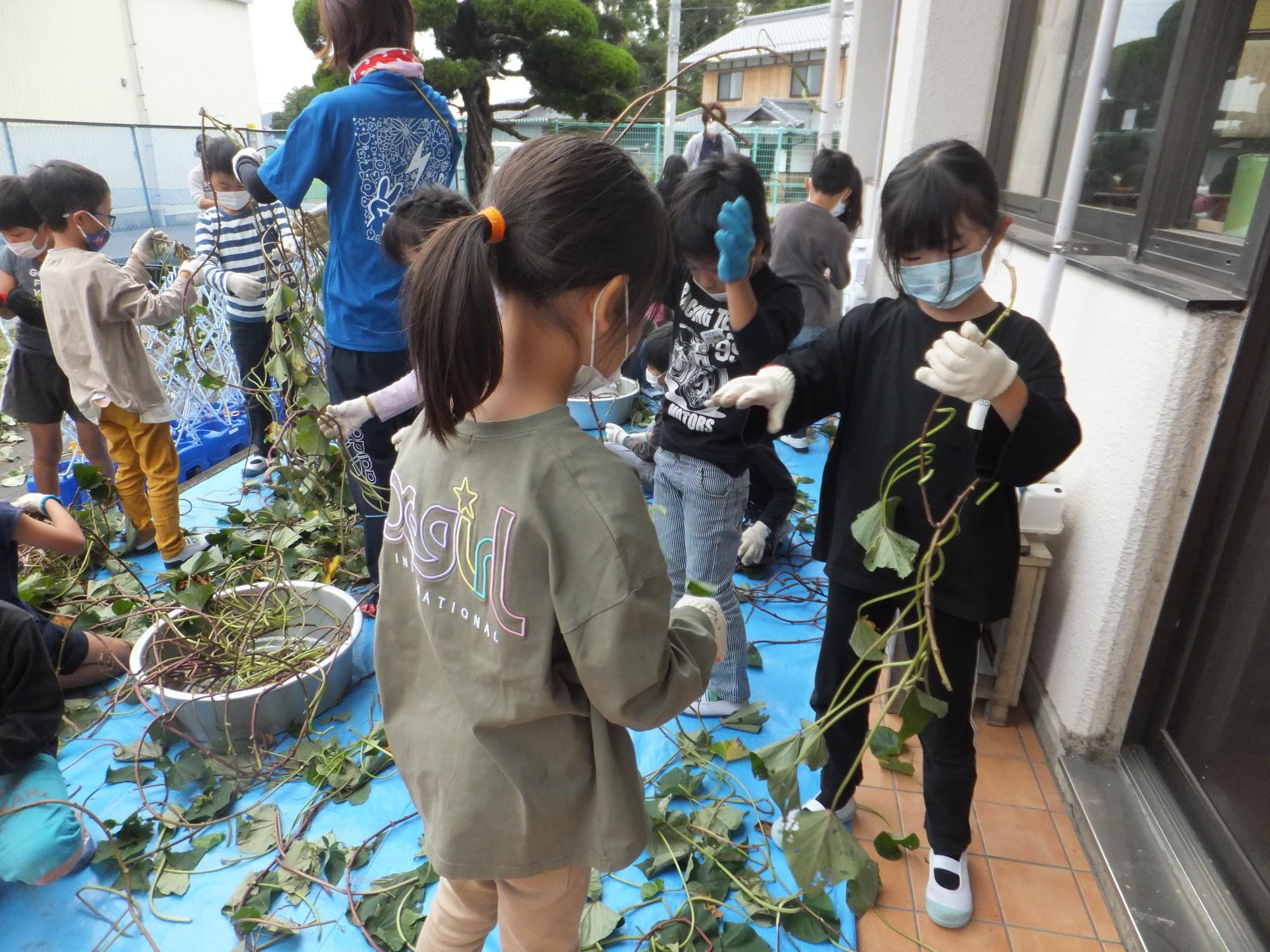 芋のつるをより分けてリースの準備