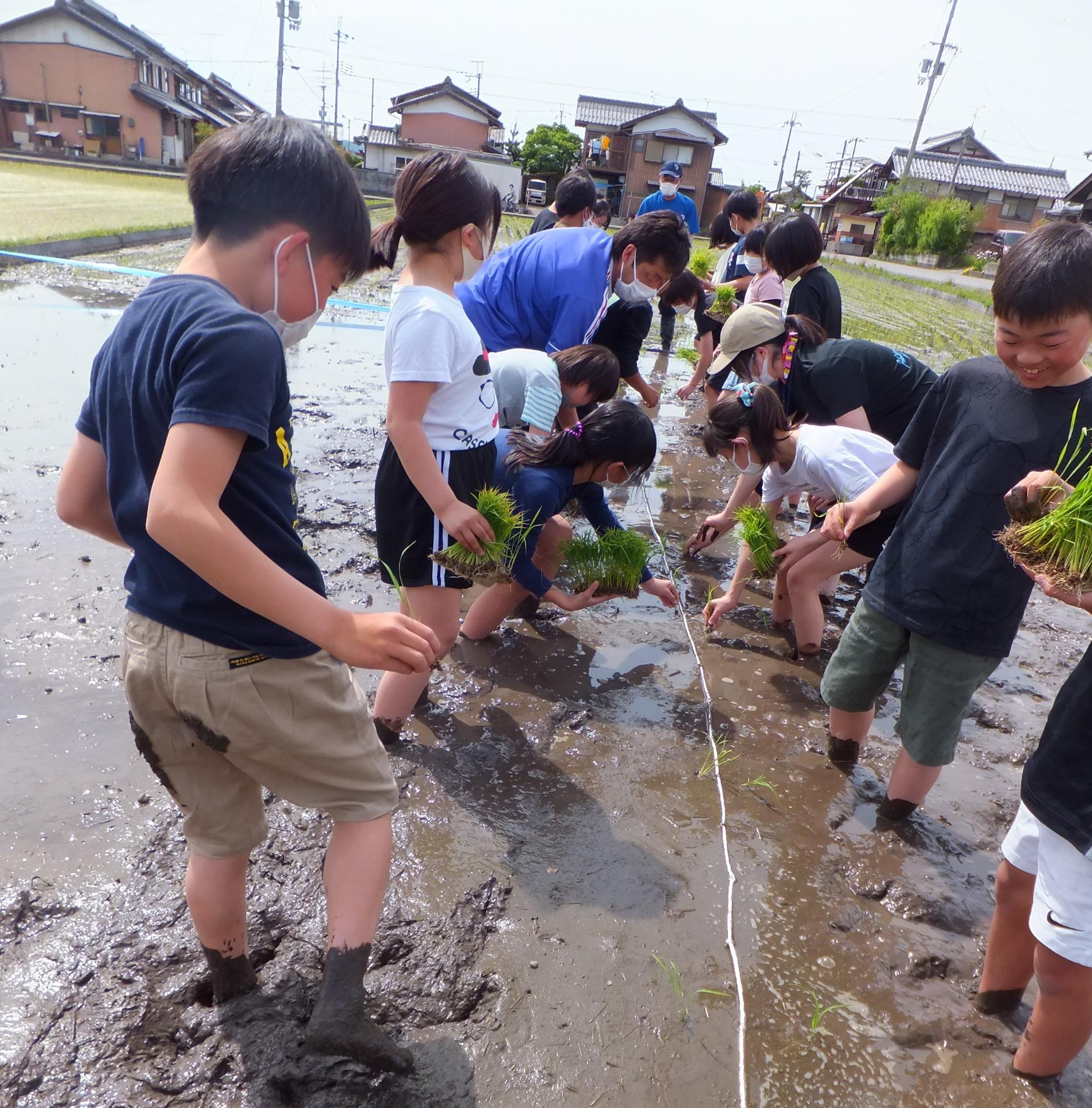 いよいよ苗を植えましょう