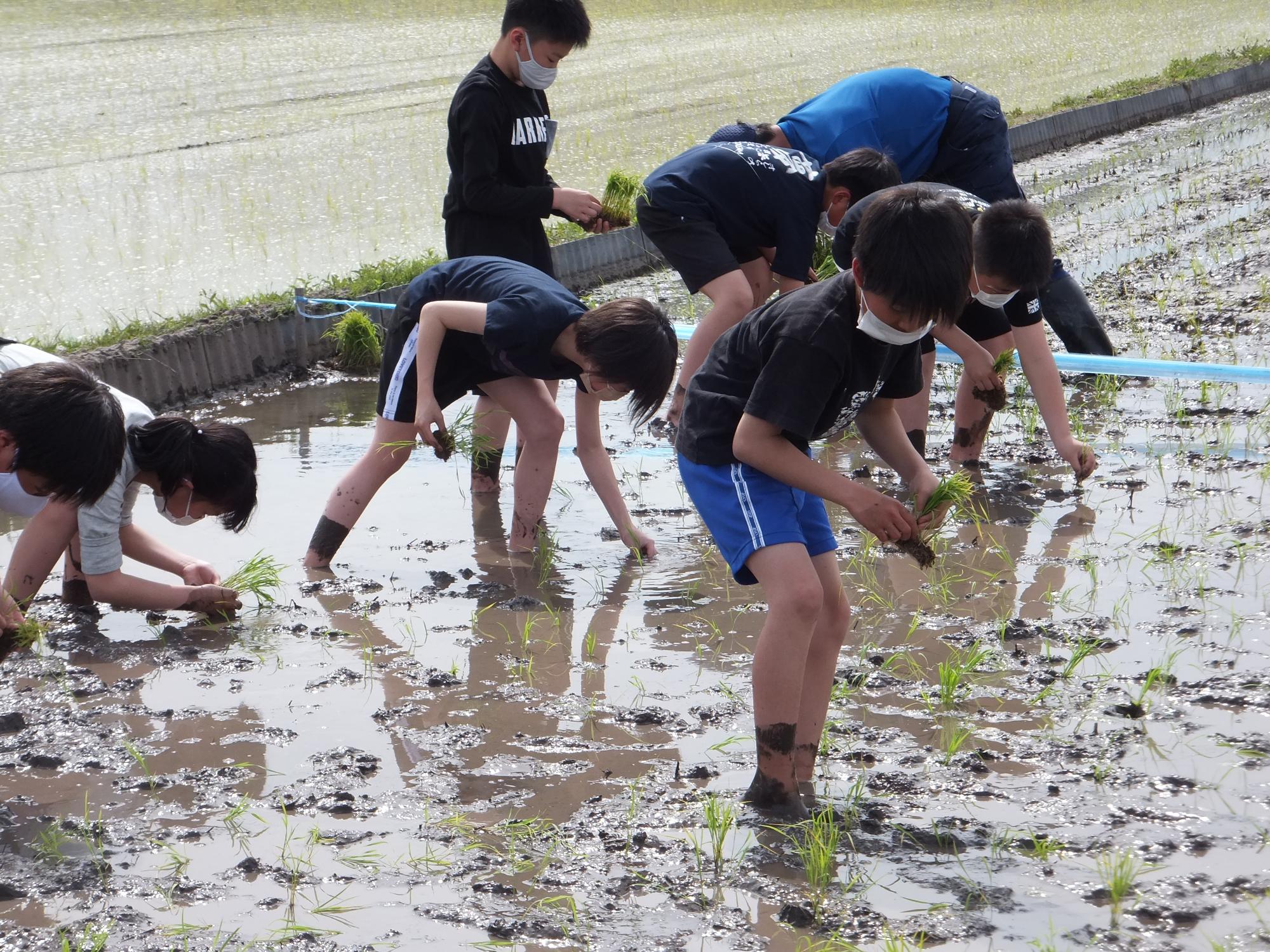 足元を気にしながら植えていきます