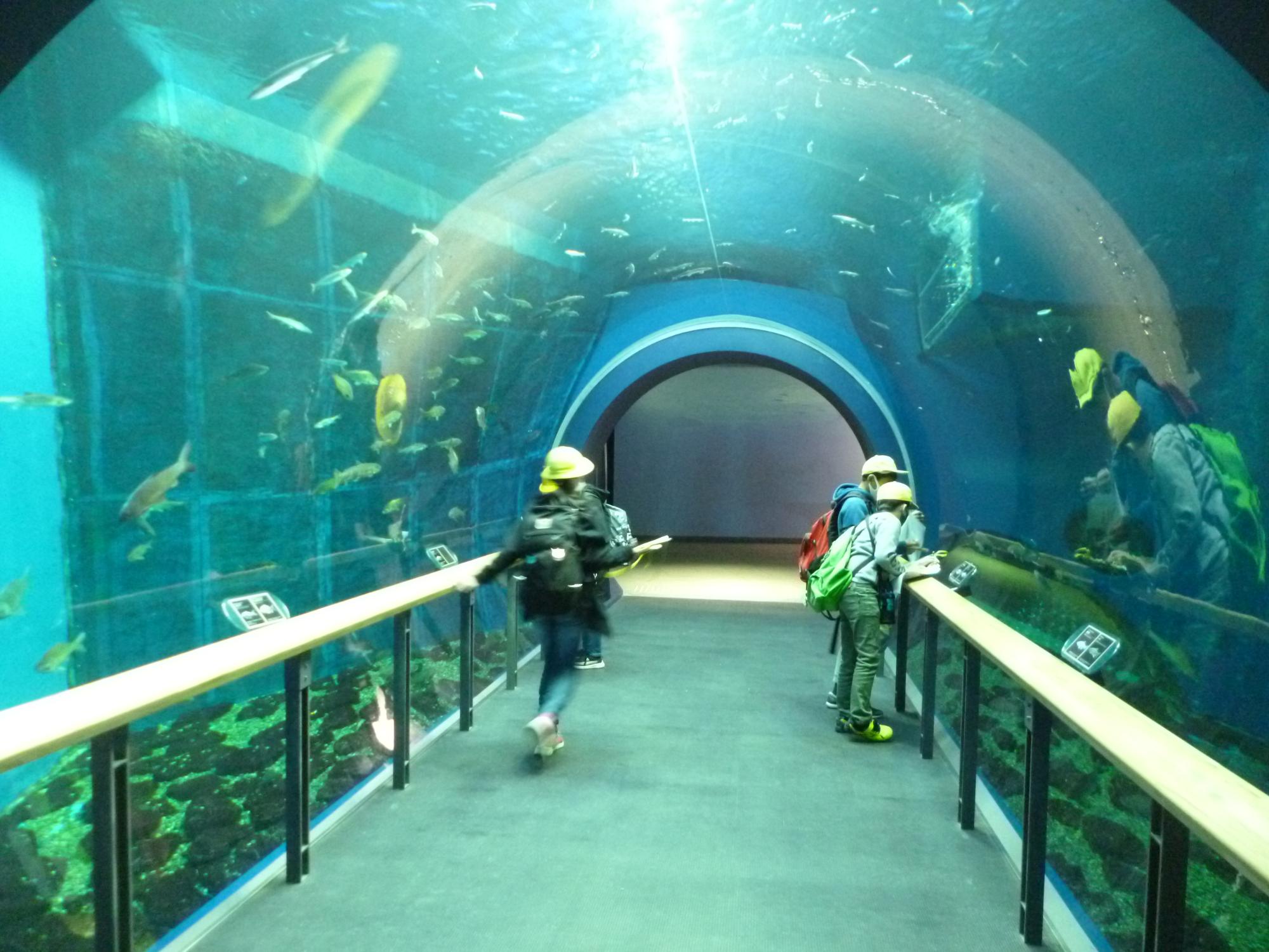 ドーム型水族館では湖のそこにいるようです。