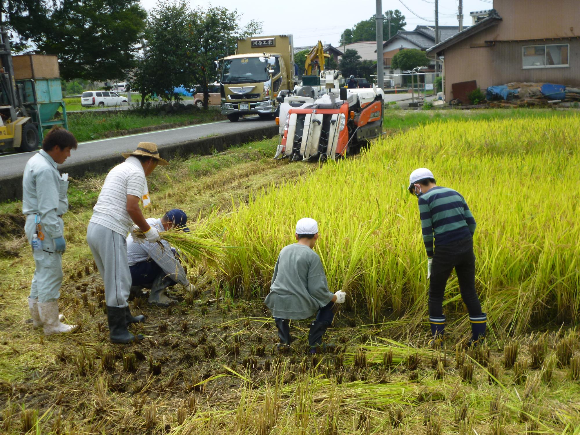 稲刈りの様子　職員とコンバイン