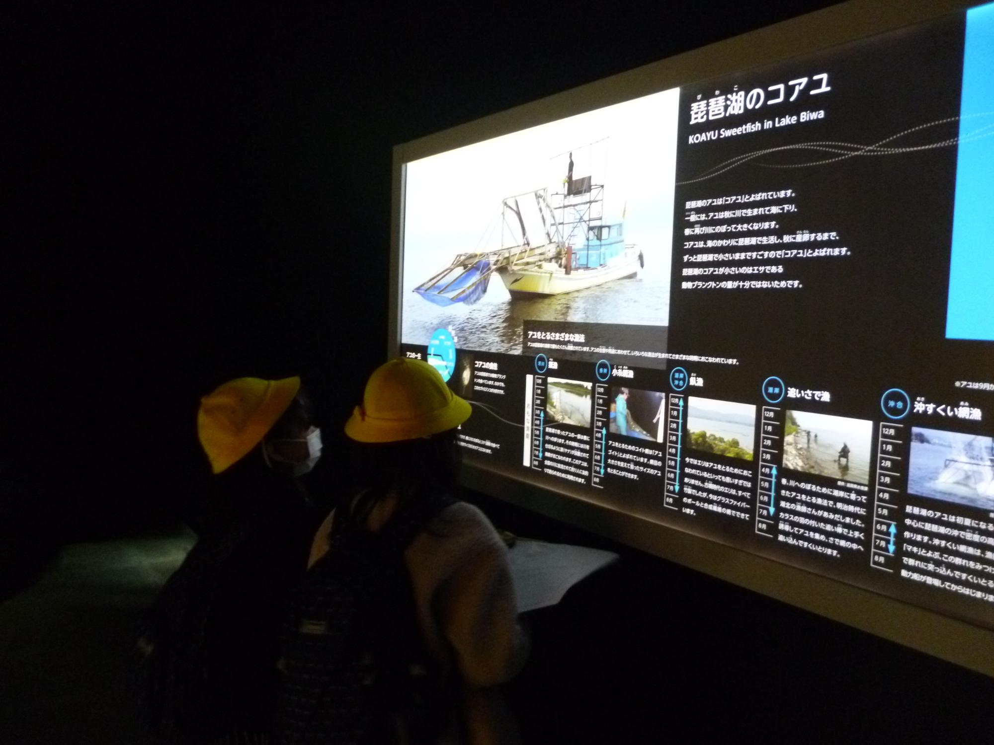 琵琶湖の固有種　アユを説明した展示をみました。