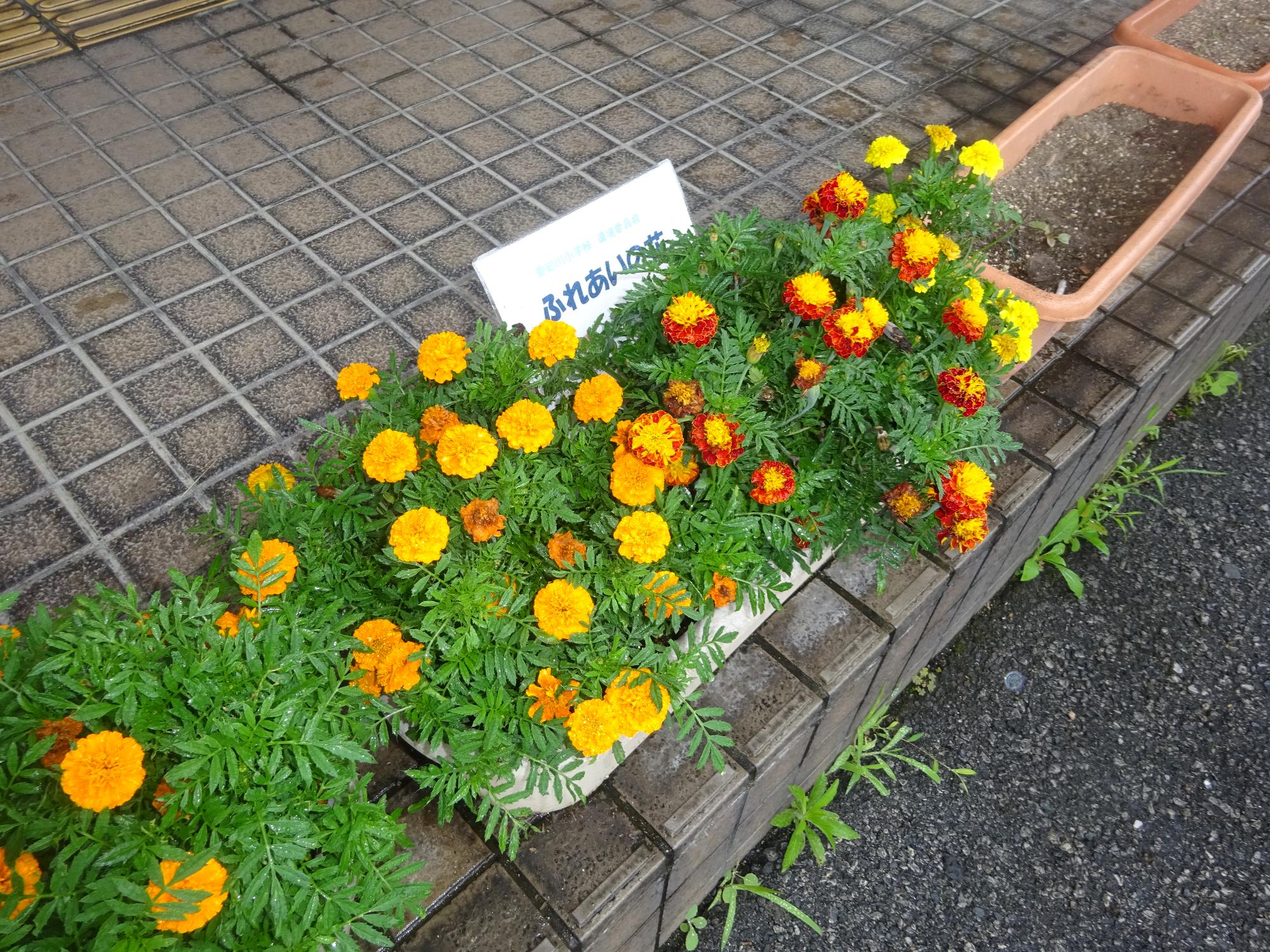 7月17日 ふれあいの花を配布しました 愛荘町
