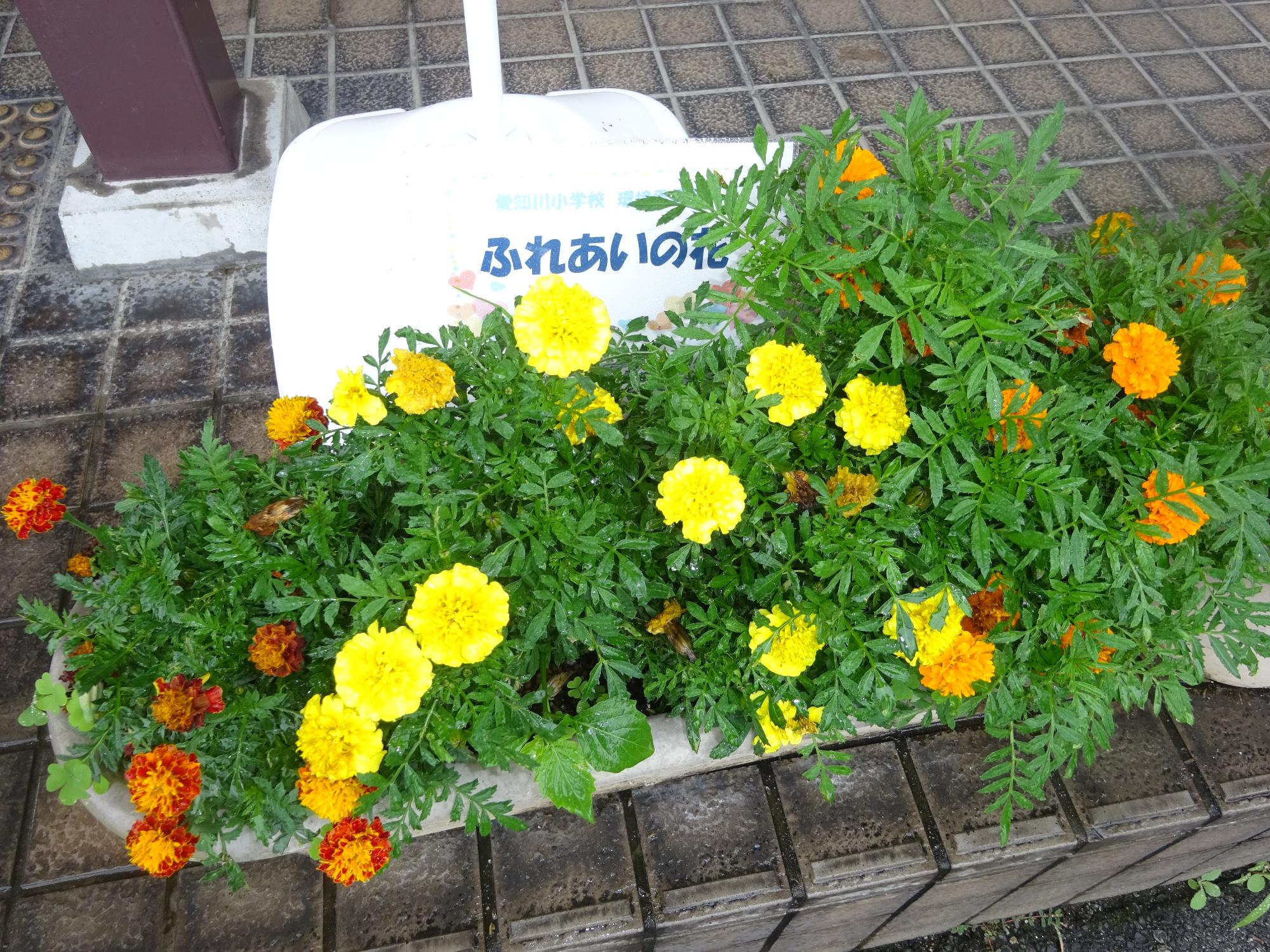 7月17日 ふれあいの花を配布しました 愛荘町