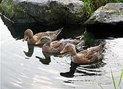 池を泳いでいる3匹の鴨の写真
