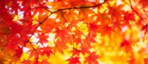紅葉の画像