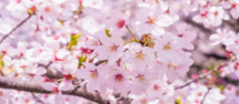 桜の画像