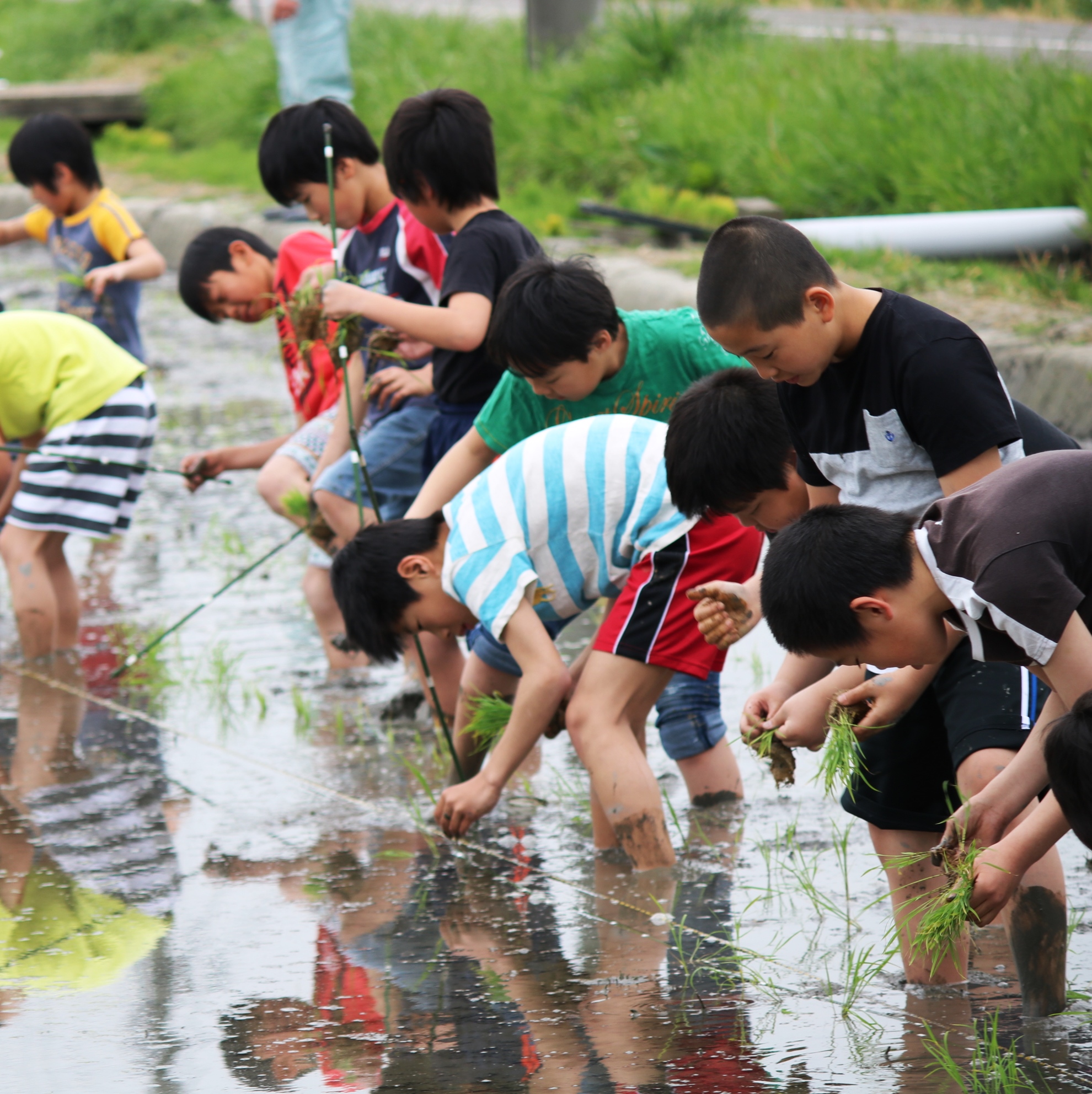 小学校田植え2