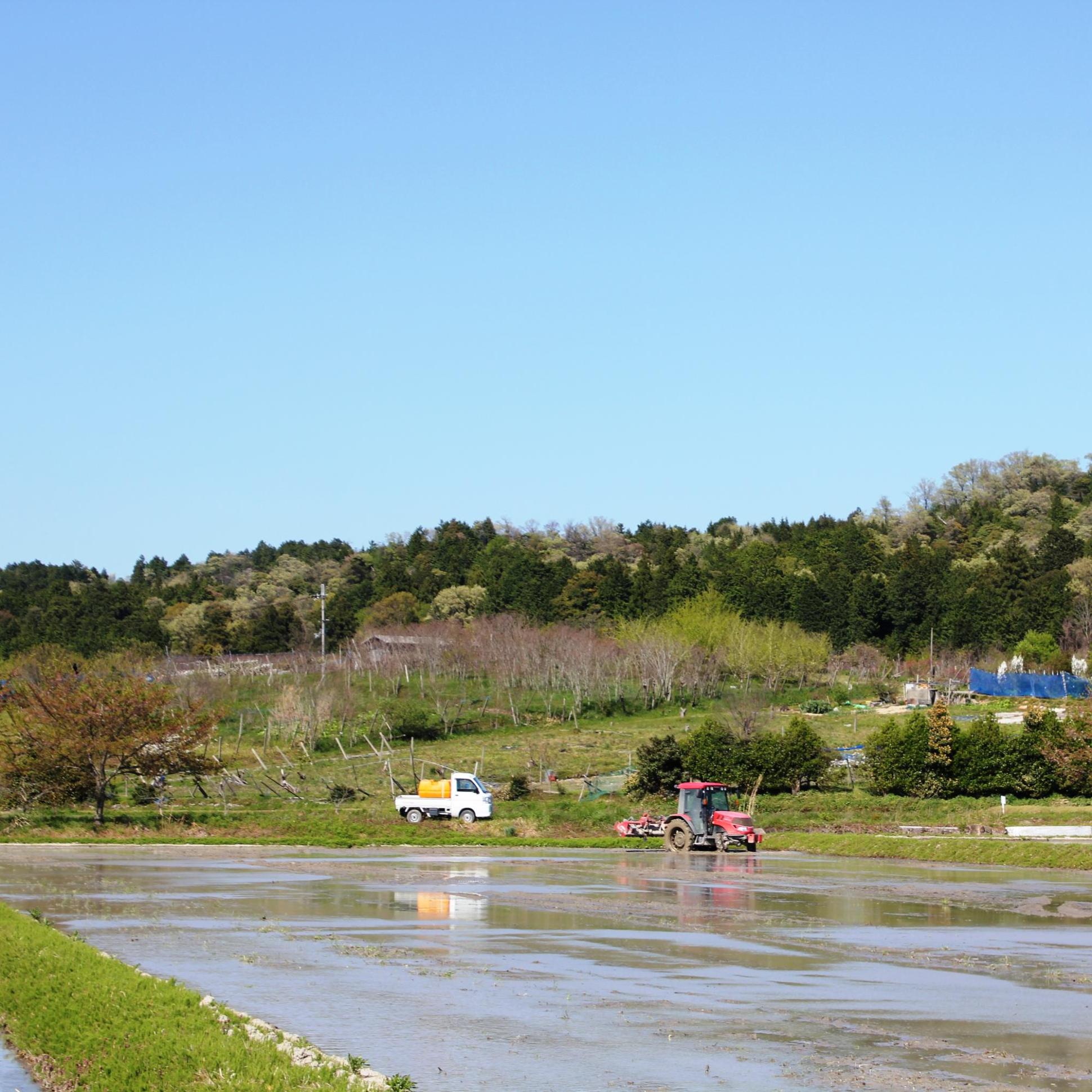 田植え