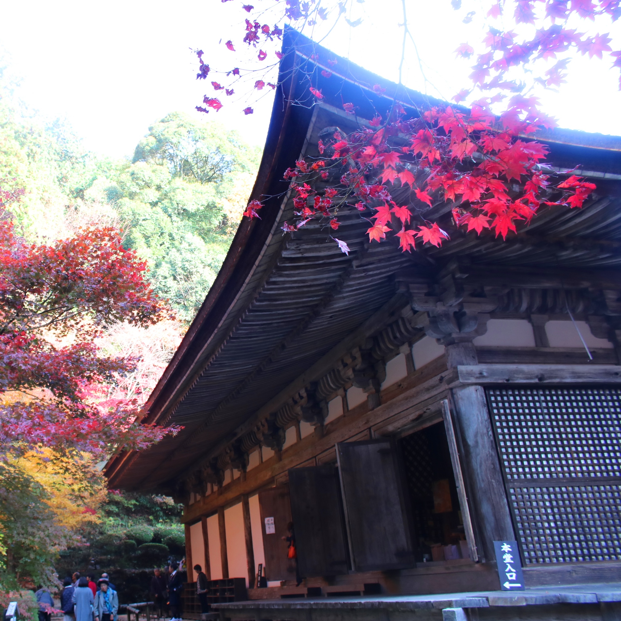 秋_金剛輪寺