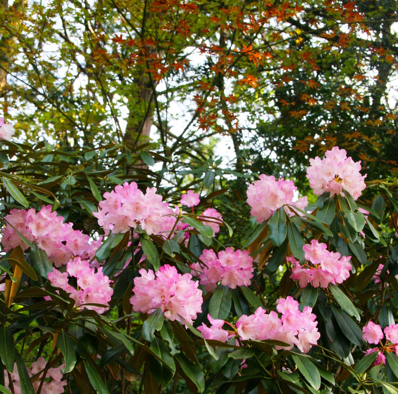 金剛輪寺の石楠花