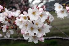 木の枝の先に咲く白と薄いピンクの桜の花の写真