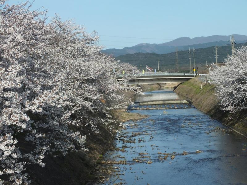桜と五月のぼり
